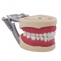 Tipodonto tipo Nissin para Niño