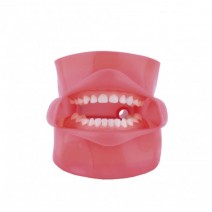 Fantoma Modelo de Práctica con Boca, Tipo Nissin