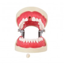 Tipodonto para Endodoncia 28 Dientes, Incisivo con Raíz Transparente, con Articulador Bader