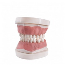 Tipodonto Infantil Clónico Frasaco AK6 con Placa Base de Bader