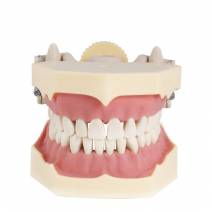 Tipodonto Clónico Frasaco AG-3 Articulado