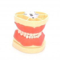 Tipodonto Tipo Nissin para Niño con Articulador