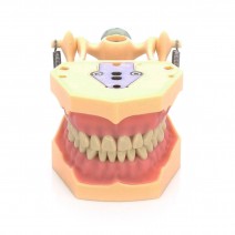 Tipodonto Clónico Frasaco AG-3 Articulado Adulto