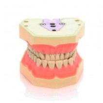 Tipodonto Clónico Frasaco AG-3 de 32 Dientes Adulto