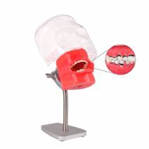 Fantoma de Periodoncia de Mesa con Tipodonto de 28 Dientes Bader