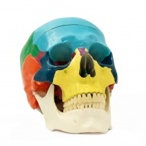 Cráneo Humano Didáctico, Escala 1:1 con Mecanismo de Oclusión de Bader