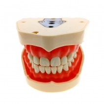 Tipodonto Adulto Compatible ANA4 de 28 Dientes, Sin Articulador Masters