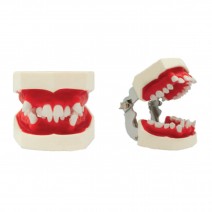 Tipodonto para Ortodoncia 28 Dientes Móviles, con Articulador Bader