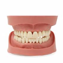 Tipodonto para Práctica Clónico 28 Dientes 1:1 Adulto Bader