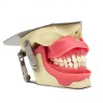 Modelo Simulador de Anestesia Dental Bader con Sensor