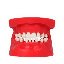 Tipodonto de Cirugía e Implantología Bader