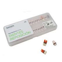 Dientes para Tipodonto Bader de Periodoncia, Reposición 28 unidades