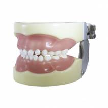 Tipodonto tipo Nissin para Niño