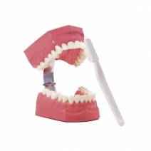 Macromodelo Demostración Bodyon