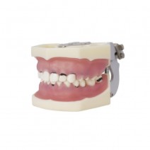 Tipodonto de Periodoncia 32 d... POR ACABAR