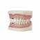 Tipodonto de Periodoncia