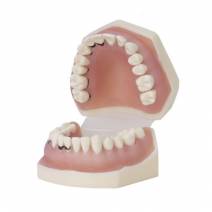 Tipodonto de Periodoncia