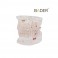 Modelo Dental Transparente de Implante 31 Dientes
